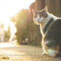 いつまでも『野良猫が減らない』4つの理由　人間側が考えなければいけない…