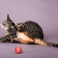 猫には要注意な『皮膚病』4選　それぞれの症状は？予防する方法はある？