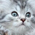『たった1か月』で激変……猫の毛色が大きく変わった『衝撃のビフォーア…