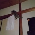 タンスの上に『猫の休憩スペース』を作ったら…夜中３時の『衝撃的な光景』…