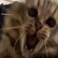 猫じゃらしを使用して遊んでいたら…飼い主さんが恐怖を覚えた『まさか…
