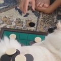 オセロで遊んでいると、盤上に子猫が座り込んでしまい…そのまま始まっ…