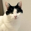 『私の作品です』自慢げにカメラを見つめる猫→『後ろの壁』を見ると……笑っ…