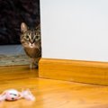 猫に疑われてるかも！？『用心深い猫』がしがちな行動5選