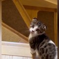階段を下りようとしていた子猫→『名前』を呼んでみたら…尊すぎる『ま…