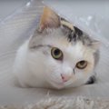 猫ちゃんの新しい寝袋？！だけどやっぱり…