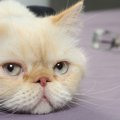 猫が『人間不信』になるNG行為５つ