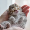 猫も赤ちゃん返りをする？理由や行動、動画も紹介