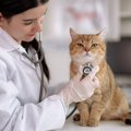 猫が本気でしんどいときに見せるサイン5選　愛猫からの「SOS」、届い…