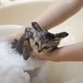 『保護した赤ちゃん猫』が初めてのシャンプーで見せた反応…明らかにキ…