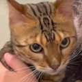 無言で警戒！お喋りな猫ちゃんが黙るワケとは…