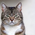 あなたは大丈夫？猫に嫌われる飼い主の親バカ行為５つ