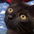 手のひらサイズの『とっても小さかった子猫』が、３年後→『貫禄』が出てき…
