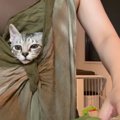 料理中のママと一緒にいたい子猫→『抱っこ紐』に入れてみると…思わず…