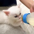 保護した赤ちゃん猫の『哺乳瓶の飲み口』取り替えた結果…まさかの&quo…