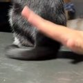 猫がしっぽでぺちぺちしてくるので止めてみた結果…予想外の『可愛すぎ…