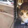 「高速道路に猫がいます」通報で緊急出動！　危険な救出活動の結末は？