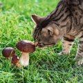 猫にきのこを与えるときに気をつけるべきこと５つ！食べると危険なも…