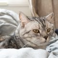 猫が『早く老いてしまう』ダメな飼い方4つと理由　その食事や接し方、…