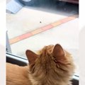 窓の外にいる『虫』が気になる猫→飛んで行った次の瞬間…予想外の『大暴れ…