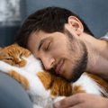 猫の『正しい飼い方・間違った飼い方』5つ