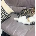『猫たちが静かだな』と思って部屋の中を見回してみたら…とんでもなく…