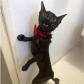 「ヘルプ・ミー！？」な猫顔に『絶望感があふれまくっている…』とネッ…