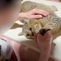 ばあばのことが好きすぎる元野良猫→まさかの『可愛すぎる行動』に……「…