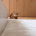 猫のまえにカメラを設置…『全力で走ってくる』光景が愛おしすぎると20…