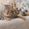 猫が突然『フリーズ』するときの理由5選　ピタッと止まるのはなぜ？不思議…
