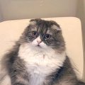 トイレに入ろうとドアを開けたら、中で猫が…想像もしていなかった『まさか…