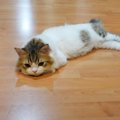 子猫が『おいていかないで』と訴えてきて…主と一緒にいたい猫の行動が…