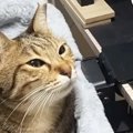 夫のことが『大好きすぎるネコ』→名前を呼ばれると…完全に『恋する乙女』…