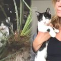 ヤシの木に繋がれて身動きがとれない子猫をレスキュー