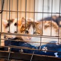 愛猫のために『ケージ』を設置するメリット3つ　活用できるタイミング…