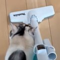 『掃除機』をかけ始めると、三毛猫が…猫とは思えない『まさかの行動』…