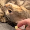 食いしん坊な猫ちゃんの恐るべき嗅覚にご注目！