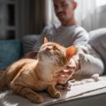 猫が『愛情不足』になっているサイン5選　どのように解消すればいいの？改…