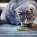 猫が食べたら『危ない虫』6選　有害となる理由や誤飲したときの対処法も
