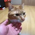 「来たよ！」　定期的にパパのお部屋に来る元保護猫。ラブラブモード…