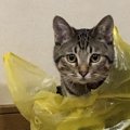 【あるある】やらかし猫の犯行現場５つ