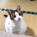 猫はブロッコリーを食べても大丈夫？与えるときの注意点３つ 