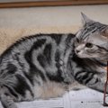 猫ちゃん召喚！取扱説明書で猫ホイホイ？