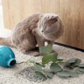 猫が棚や机から「わざと」物を落とす理由５つ