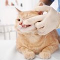 猫が歯ぎしりをする7つの原因と対処法