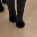 うっかりスマホを落としたら…大きな音にびっくりした子猫の『可愛すぎ…