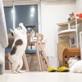 猫を多頭飼いしている人のリアルな日常…『情報量が多すぎる光景』に「…
