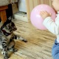 生後82日目の子猫ちゃん！最近のモーニングルーティンは？