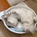 猫が『寝言』を言う理由５つ！実は病気の可能性も？