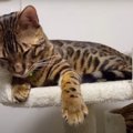 「眠いにゃ…」就寝中の猫部屋に入ってみたら…